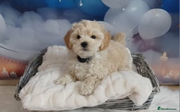 Maltipoo dogs for sale: LAST BOY LEFT F1 Apricot & Cream Toy Maltipoo Pups - Image 1