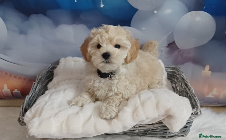 Maltipoo dogs - Advert 13