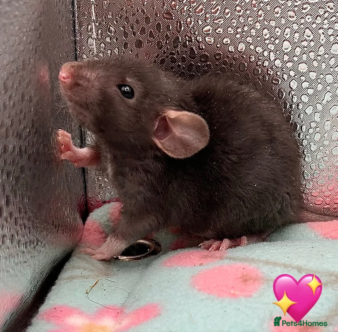 Rat rodents for sale: Pedigree Dumbo Rats in Russian Blue and Black - Advert 2