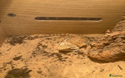 Bearded Dragon reptiles for sale: Bearded dragon and vivarium - Image 2