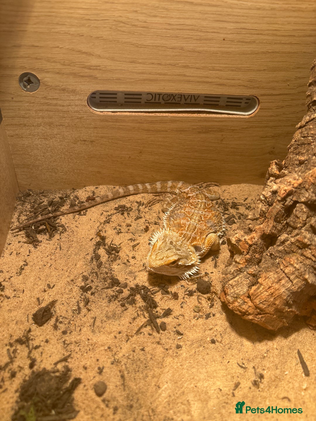 Bearded Dragon reptiles for sale: Bearded dragon and vivarium - Image 2
