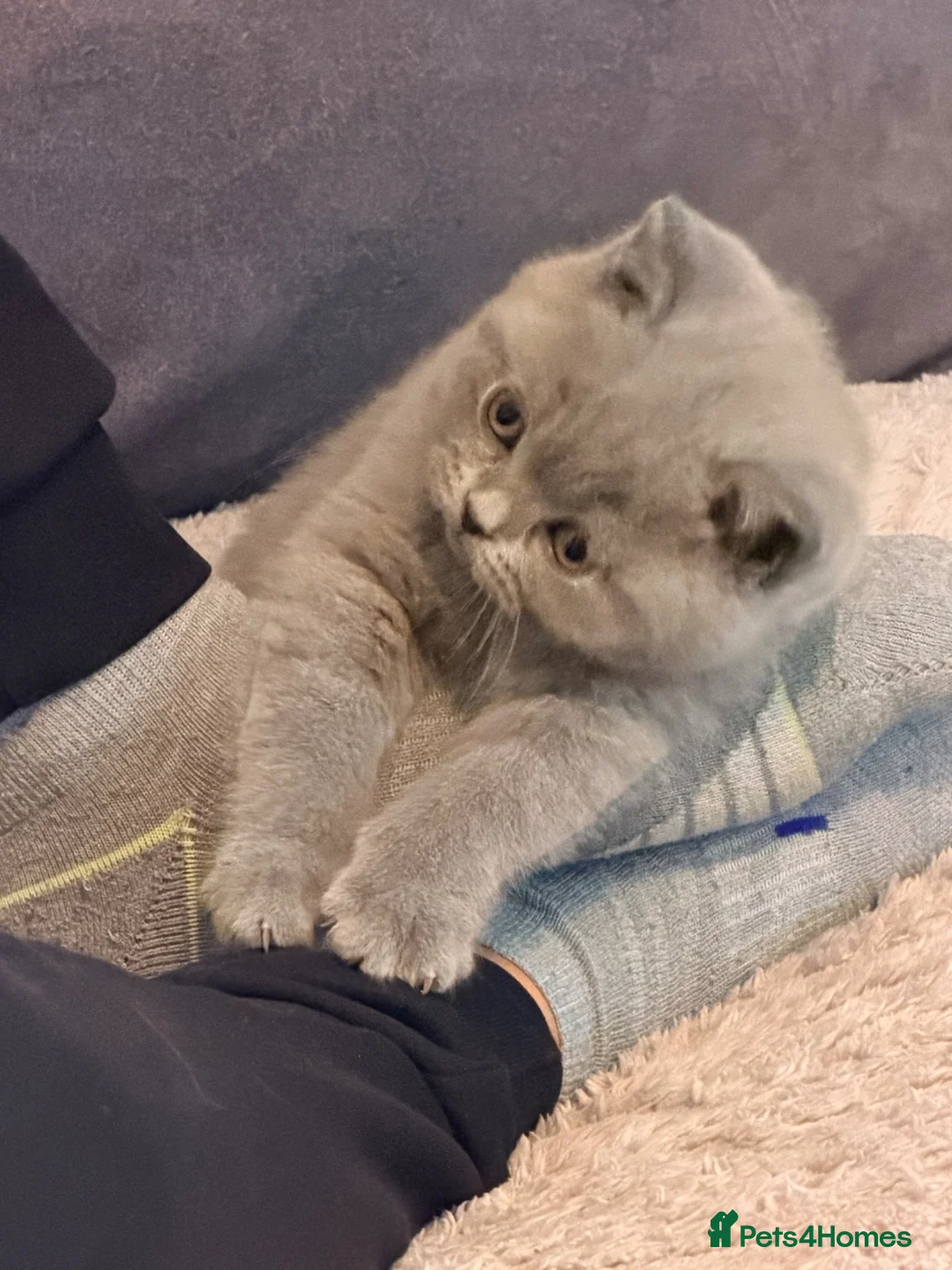 British Shorthair cats for sale: Blue British Shorthair Kitten BOY available - Advert 2