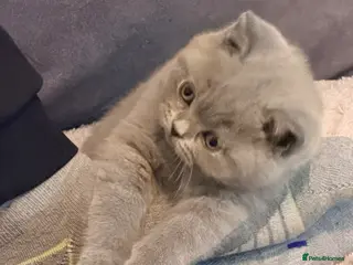 British Shorthair cats Blue British Shorthair Kitten BOY available - Advert 1