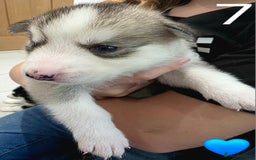 Siberian Husky dogs for sale: Siberian Husky Puppies - Image 15