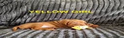 Hungarian Vizsla dogs for sale: READY TO LEAVE ,. 4 Beautiful girls left. - Advert 23
