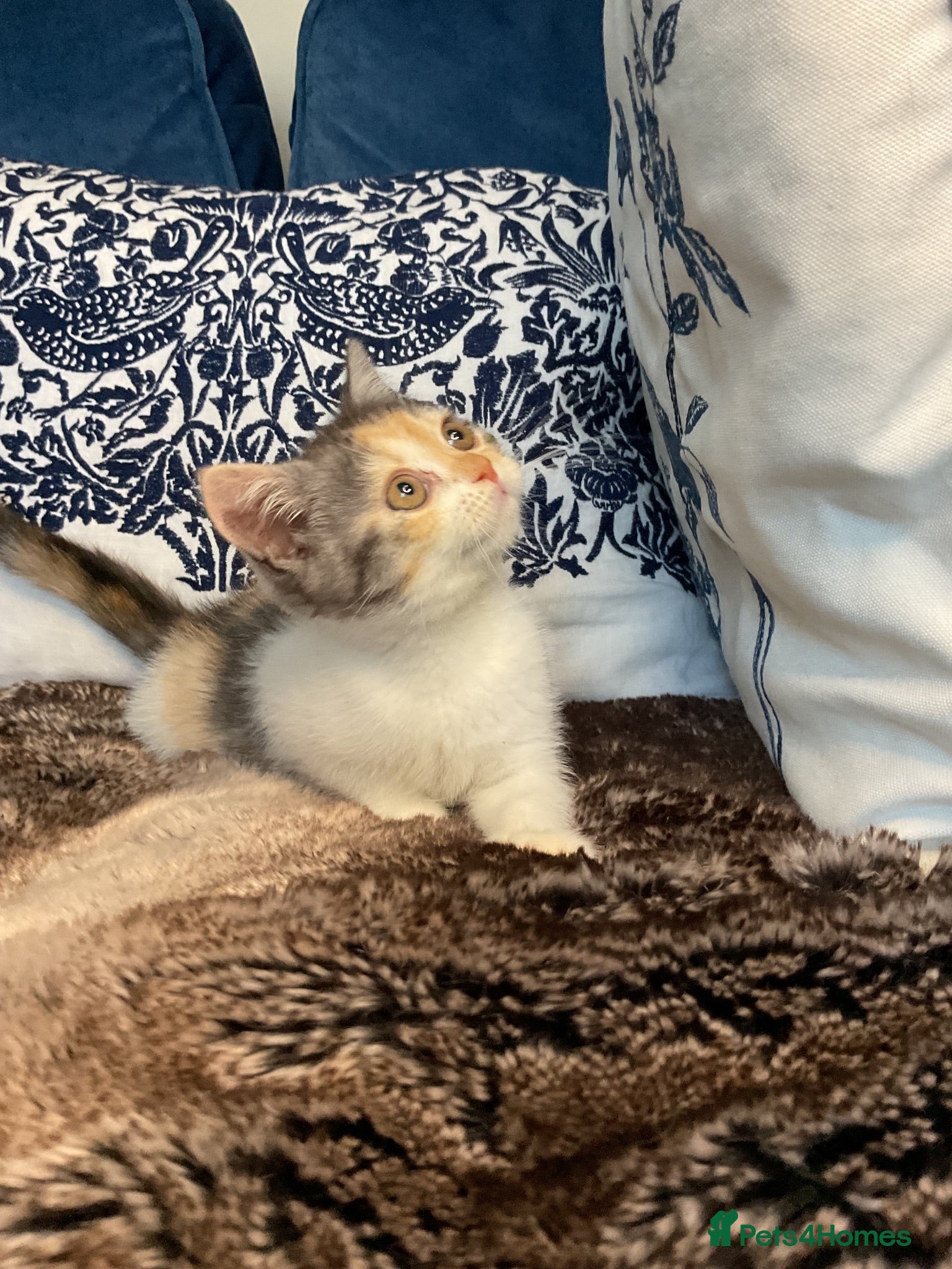 British Shorthair cats READY NOW beautiful British shorthair girls - Advert 14