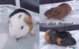 Guinea Pig rodents for sale: Beautiful Baby Guinea Pigs - Image 15