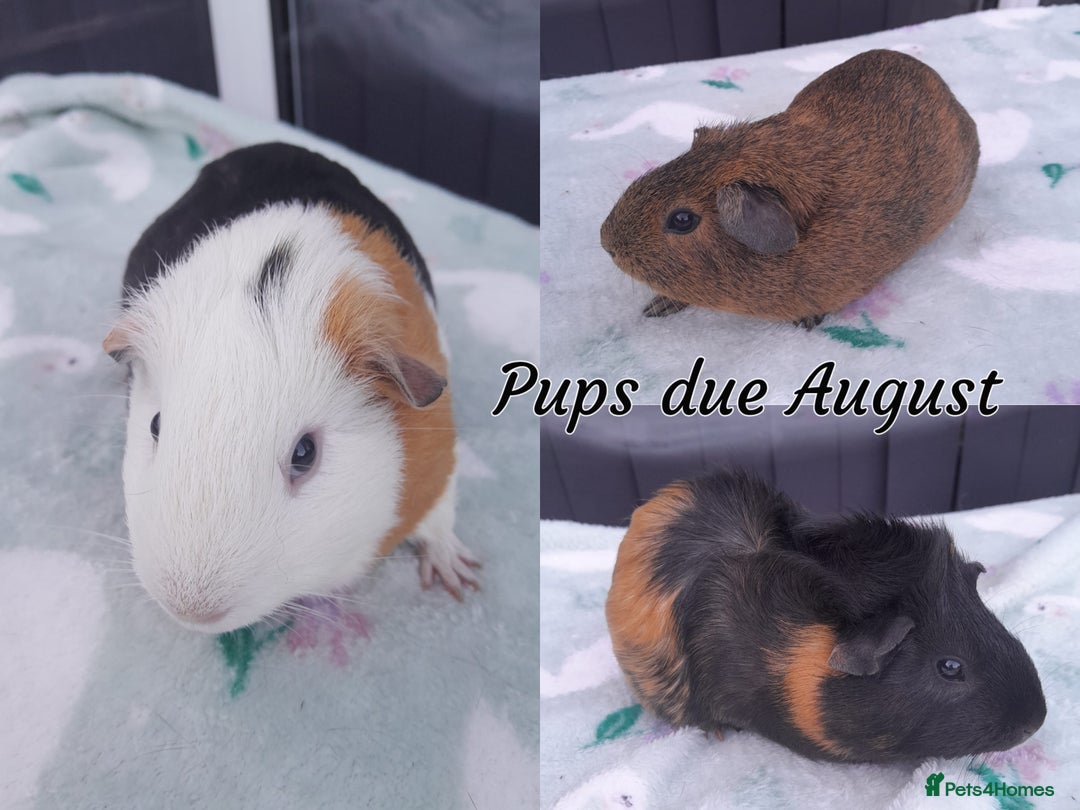 Guinea Pig rodents for sale: Beautiful Baby Guinea Pigs - Image 15