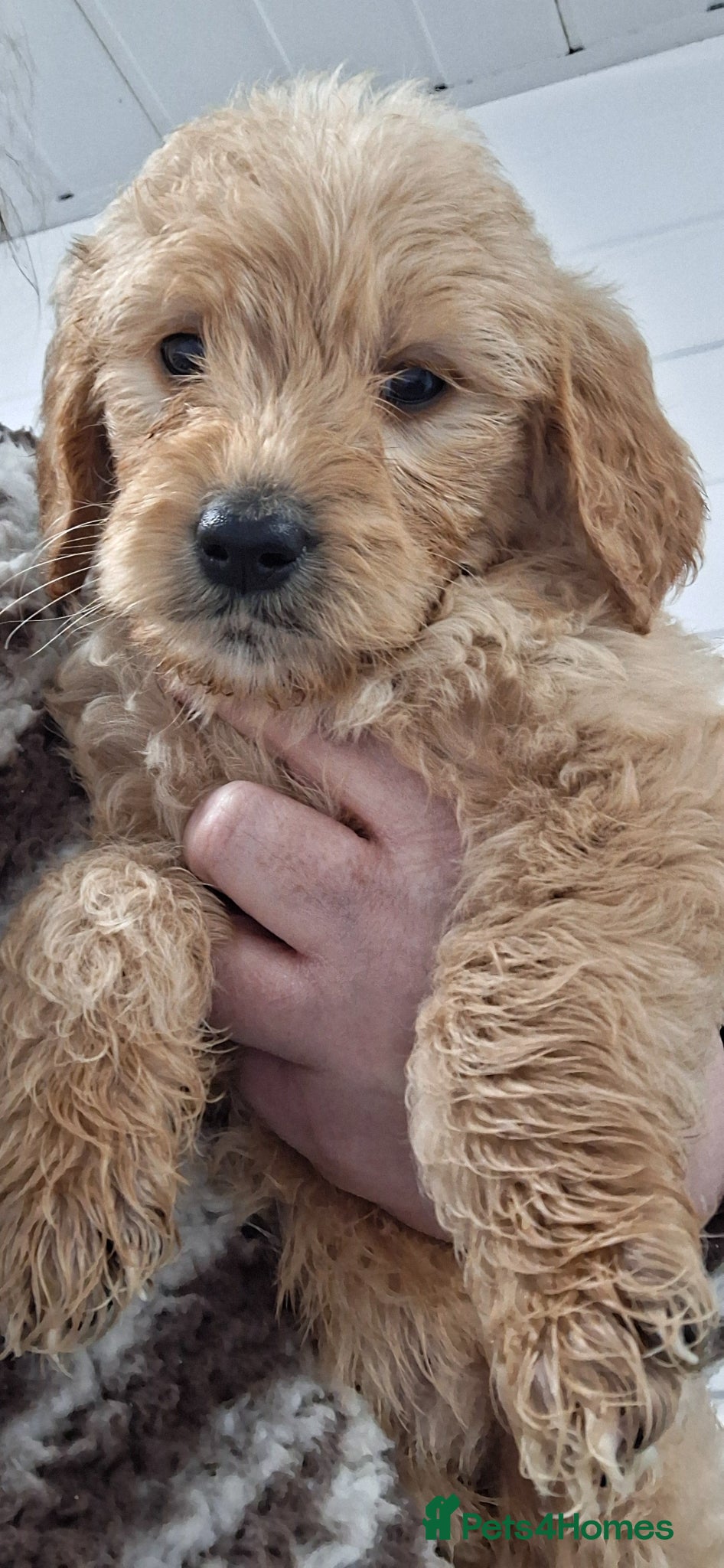 Goldendoodle dogs Standard Goldendoodle Pups - Advert 2