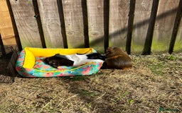Guinea Pig rodents for sale: Female guinea pig pair (must stay together) - Image 9