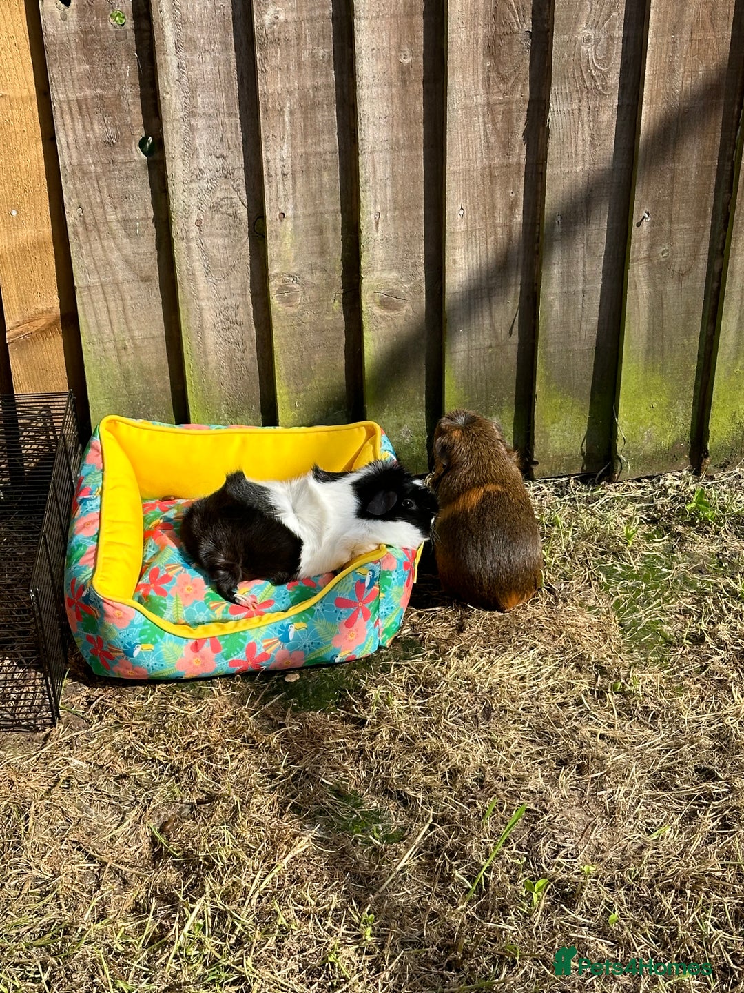 Guinea Pig rodents for sale: Female guinea pig pair (must stay together) - Image 9