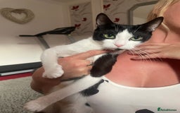 Mixed Breed cats for sale: Kittens for rehome  - Image 3