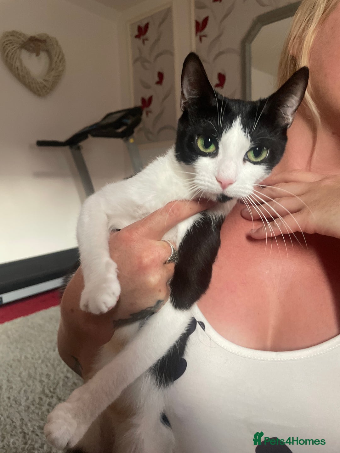 Mixed Breed cats for sale: Kittens for rehome  - Image 3