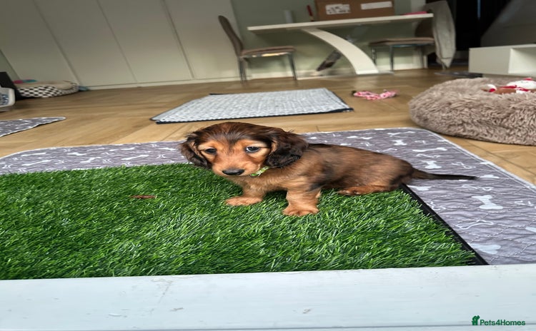 Dachshund dogs - Advert 1