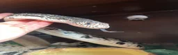 Snake reptiles for sale: Northen pine snake adult  in Bolton - Advert 3