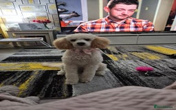 Miniature Poodle dogs for sale: Mini poodle  - Image 1