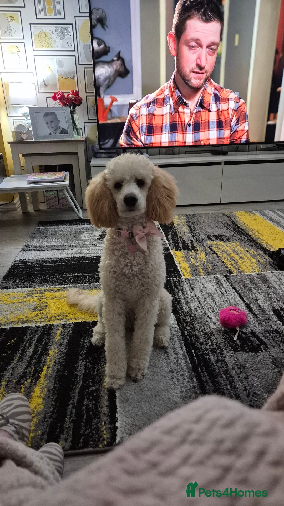 Miniature Poodle dogs for sale: Mini poodle  - Image 1