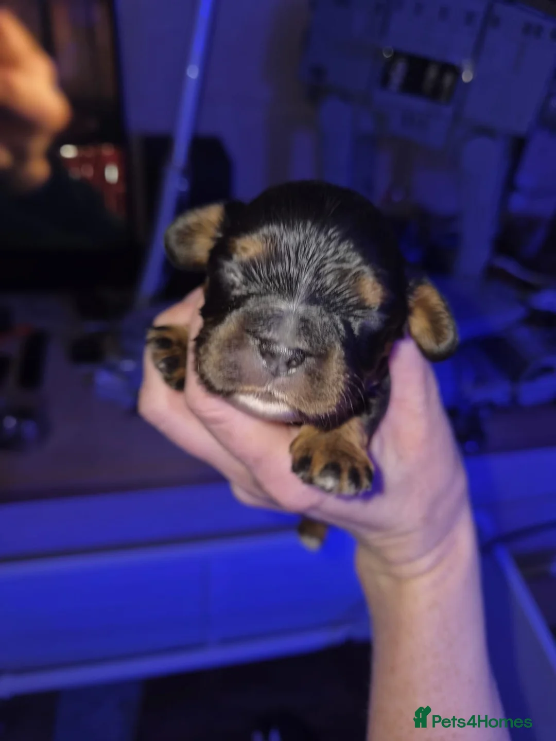 Cavalier King Charles Spaniel dogs for sale: Pedigree CKCS  in Clitheroe - Advert 2