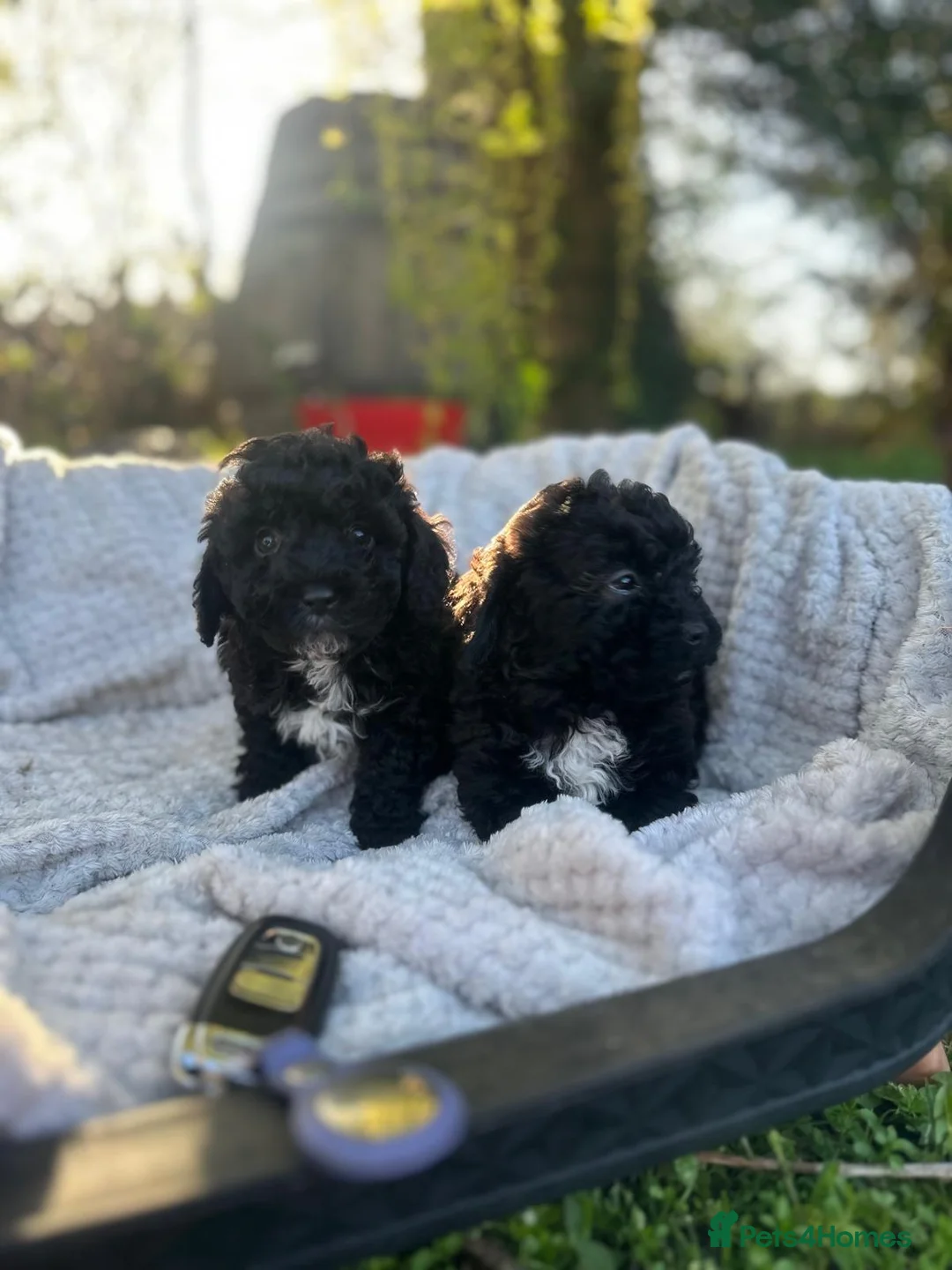 Cavachon dogs for sale: STUNNING CAVAPOOCHON PUPS - Advert 3