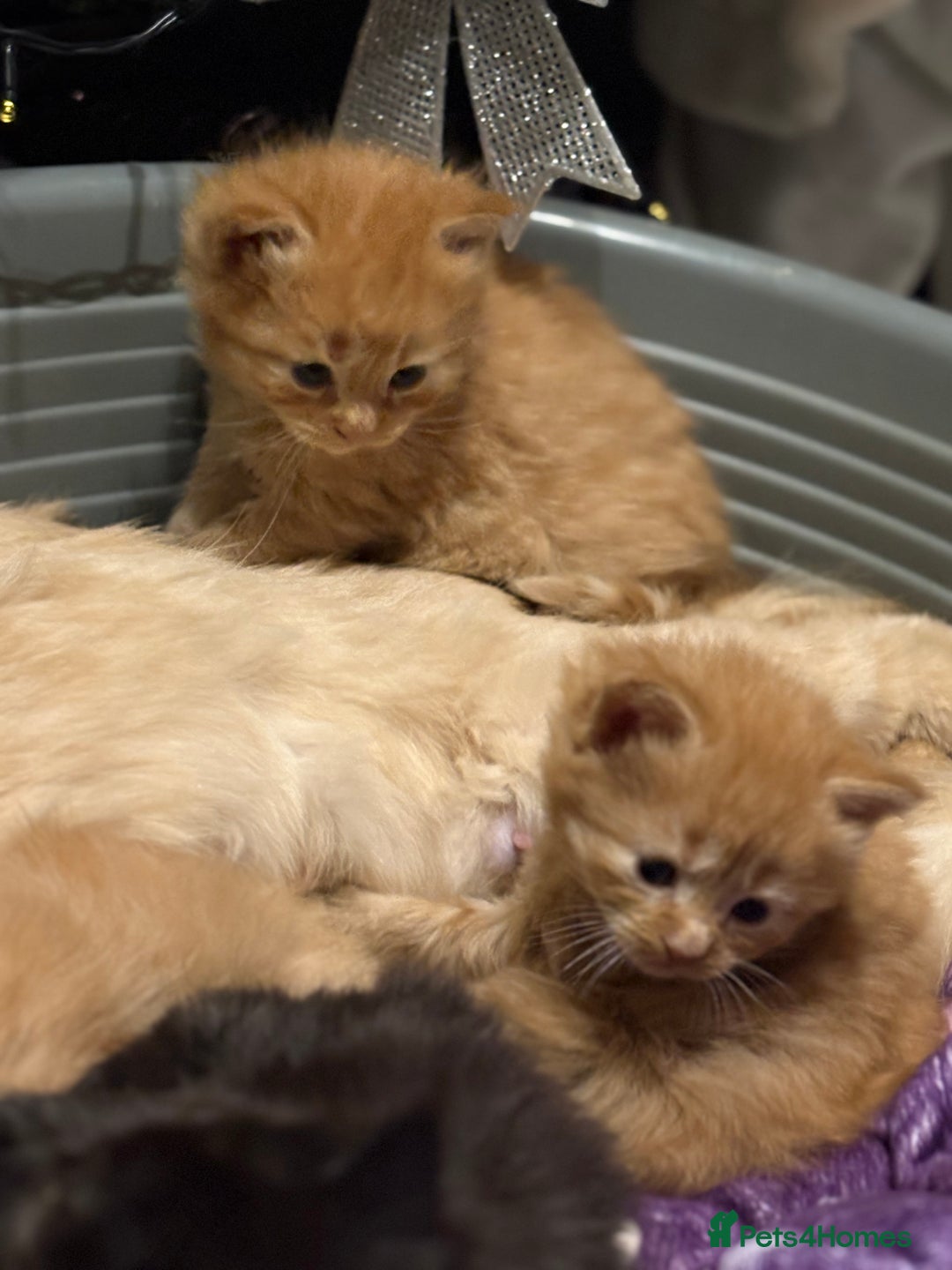 Maine Coon cats for sale: 5 half main coon  - Advert 3