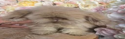 Angora rabbits for sale:  Super fluffy baby teddywidders  - Advert 1