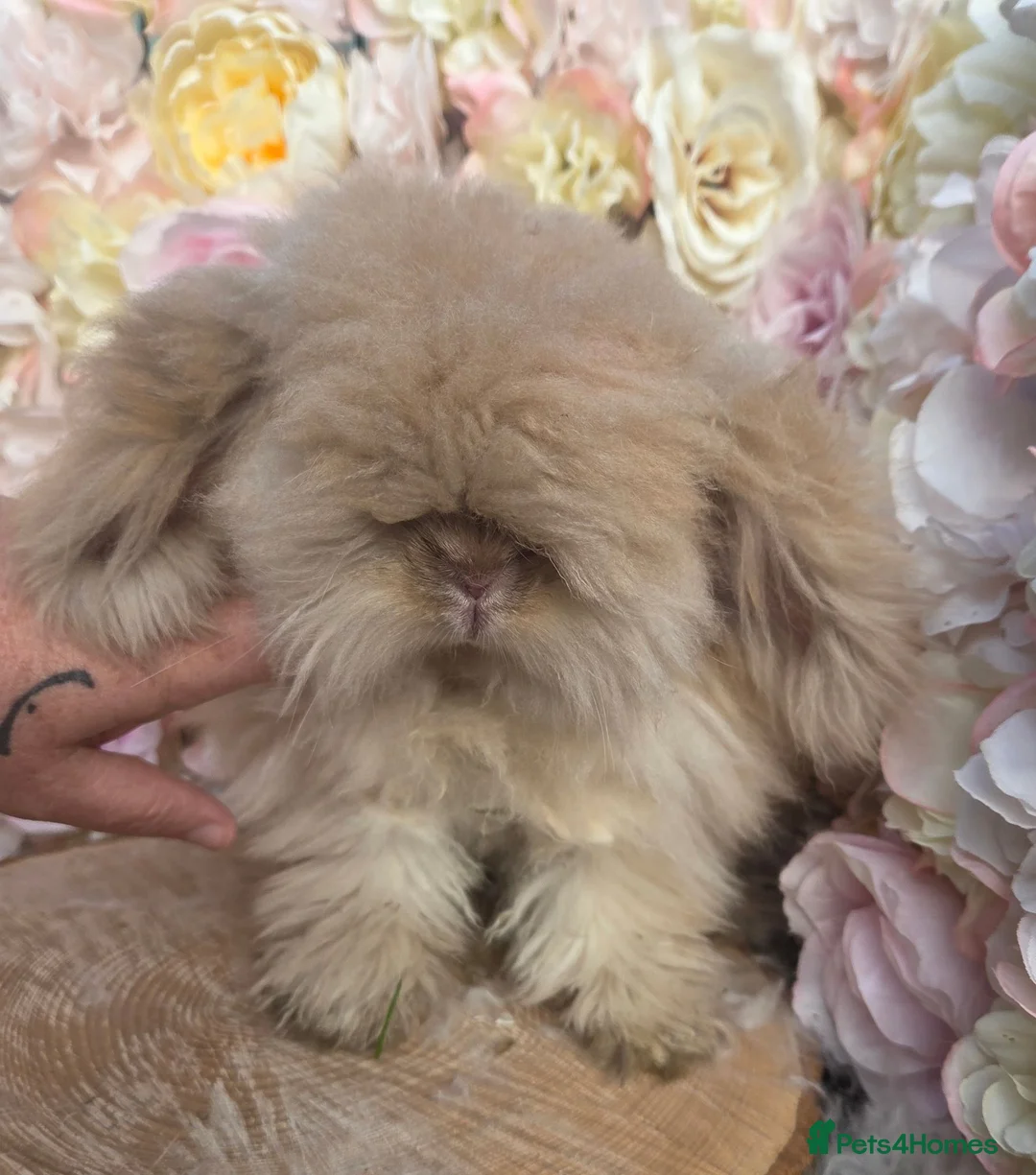 Angora rabbits for sale:  Super fluffy baby teddywidders  - Advert 1