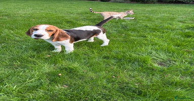 Beagle dogs - Advert 9