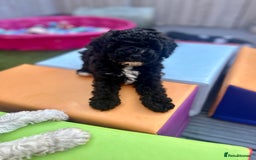 Maltipoo dogs for sale: Stunning F1b Toy Maltipoo puppies  in Bristol - Image 12