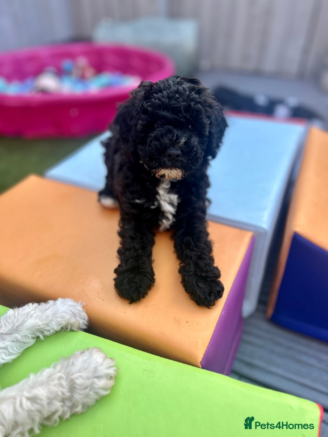 Maltipoo dogs for sale: Stunning F1b Toy Maltipoo puppies  in Bristol - Image 12