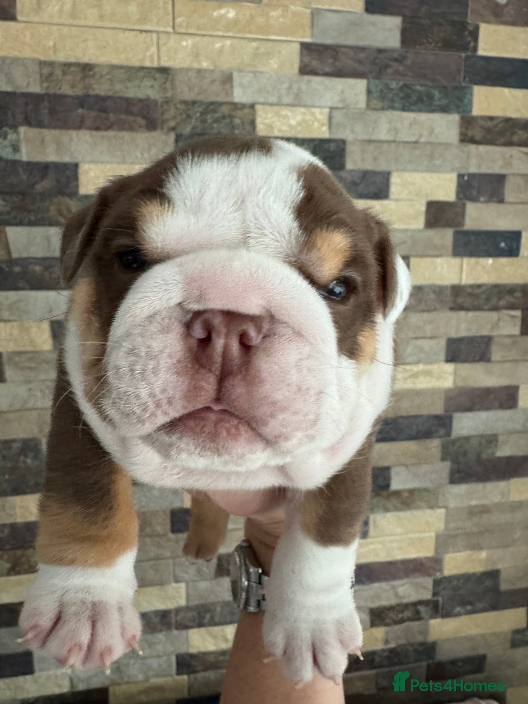 English Bulldog dogs for sale: English bulldogs  - Advert 7