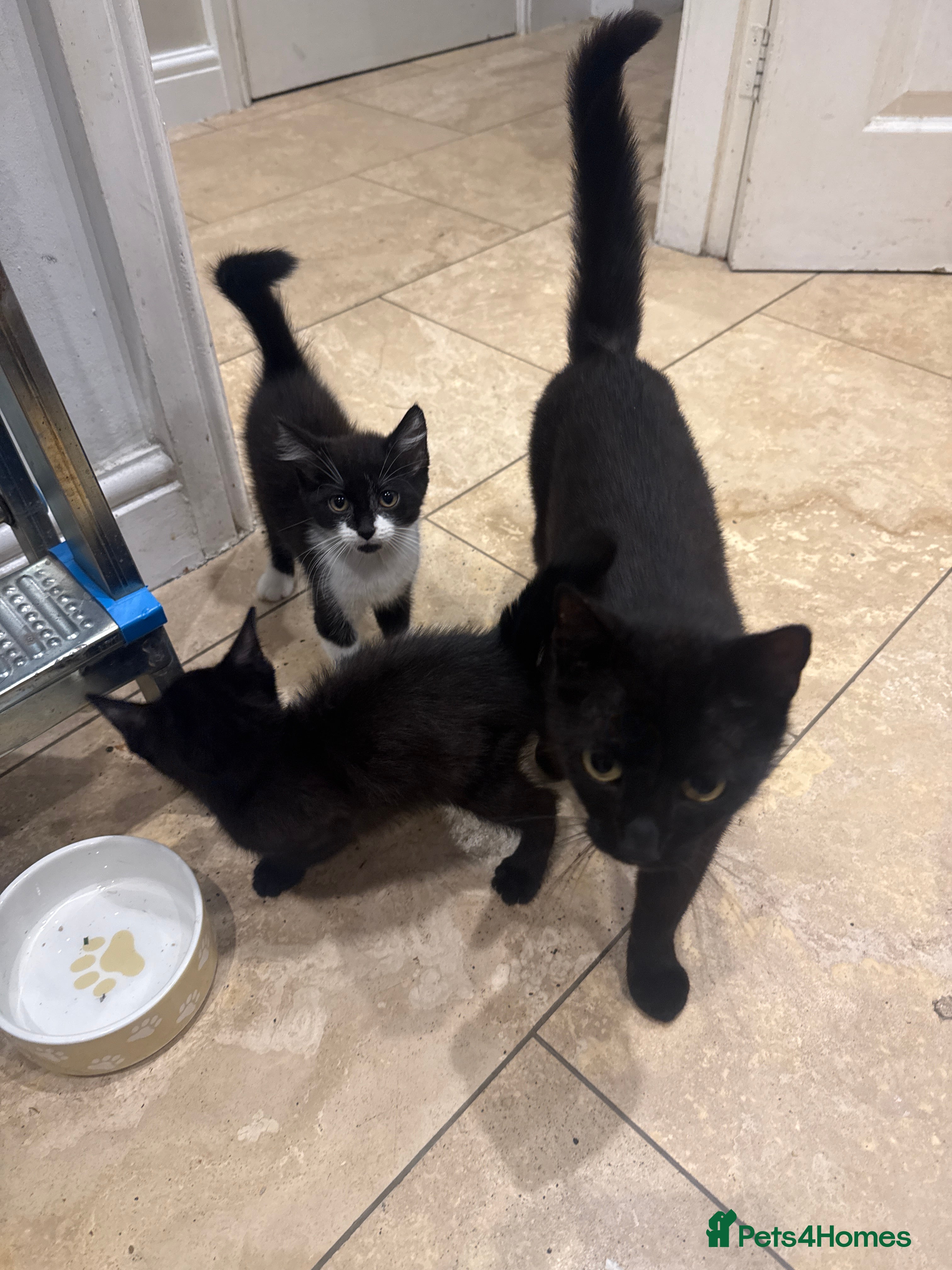 Mixed Breed cats for sale: 2 kittens need a good home  in Manchester - Advert 2