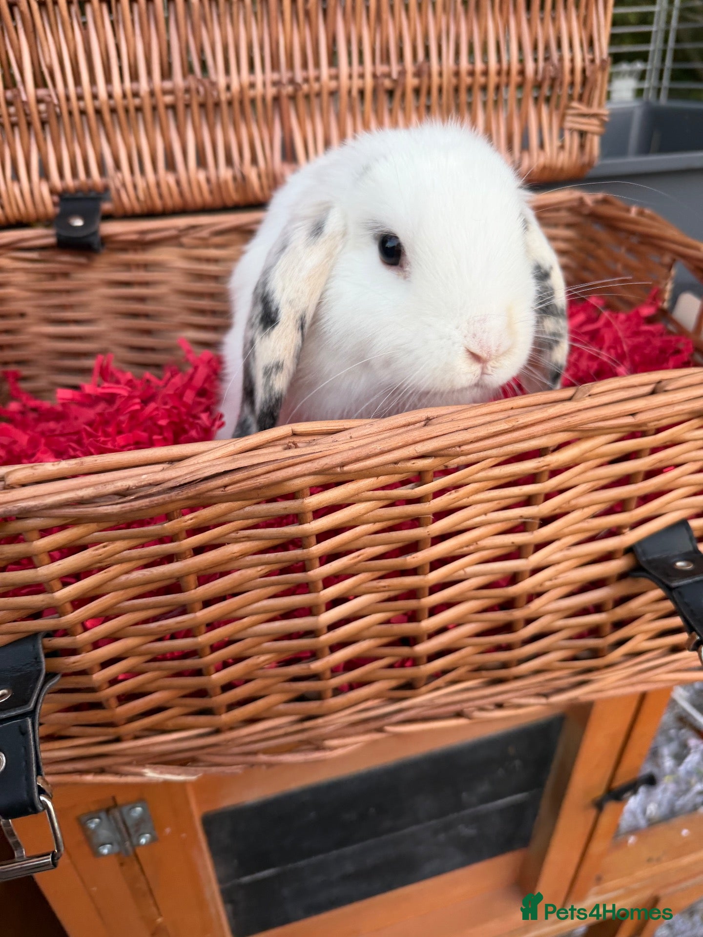 Mini Lop rabbits 2 lops & 1 Dutch left available - Advert 1