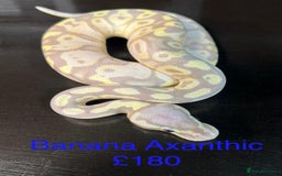 Python Snake reptiles for sale: Ball/royal pythons  - Image 2