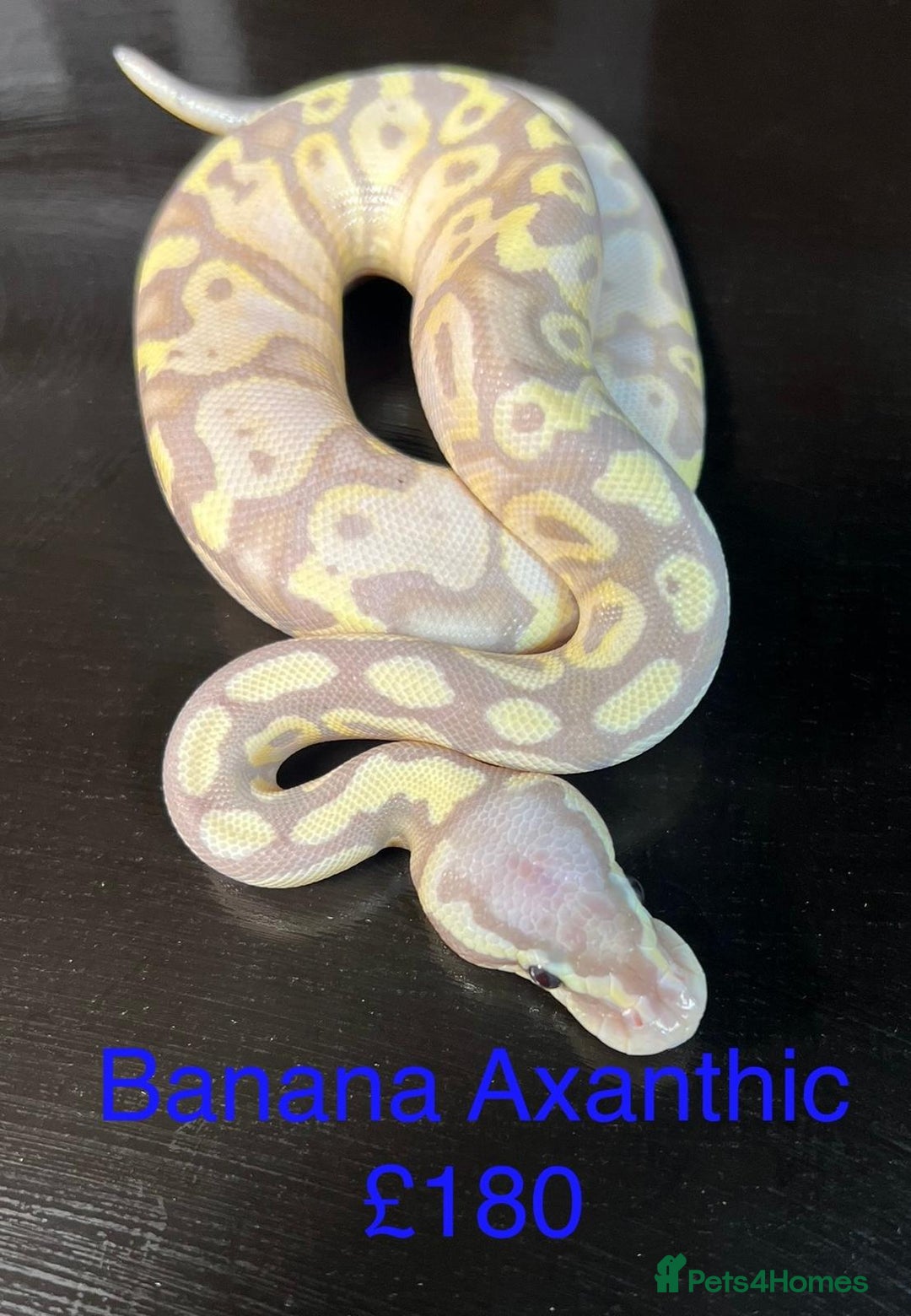 Python Snake reptiles for sale: Ball/royal pythons  - Image 2