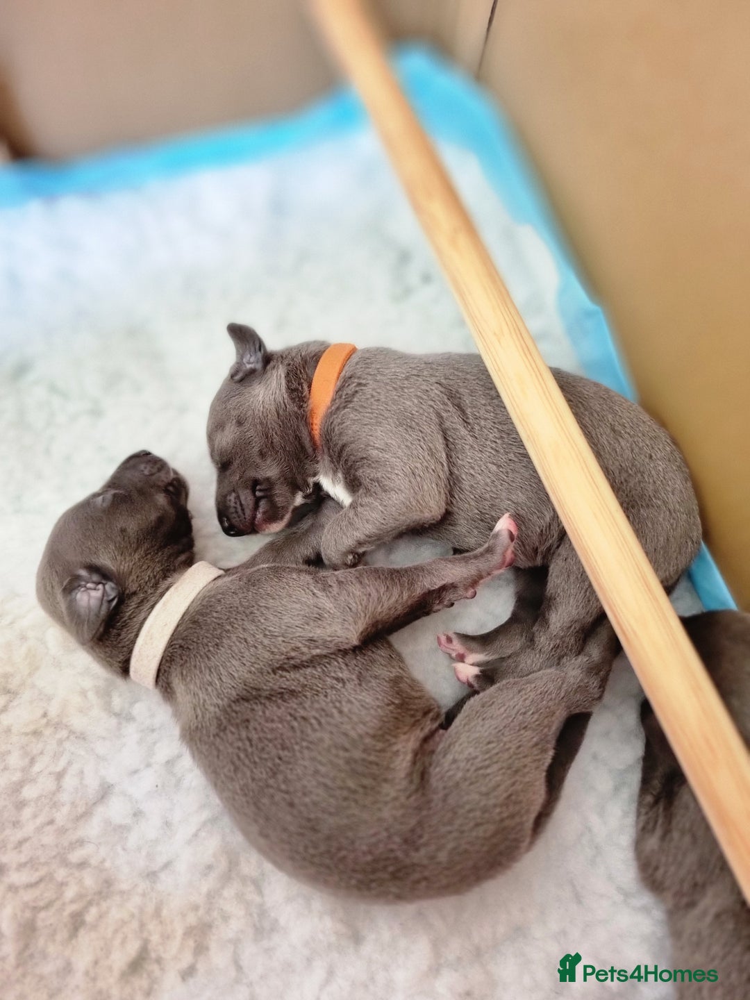 Whippet dogs for sale: Pedigree Blue & White Whippet Puppies - Image 9