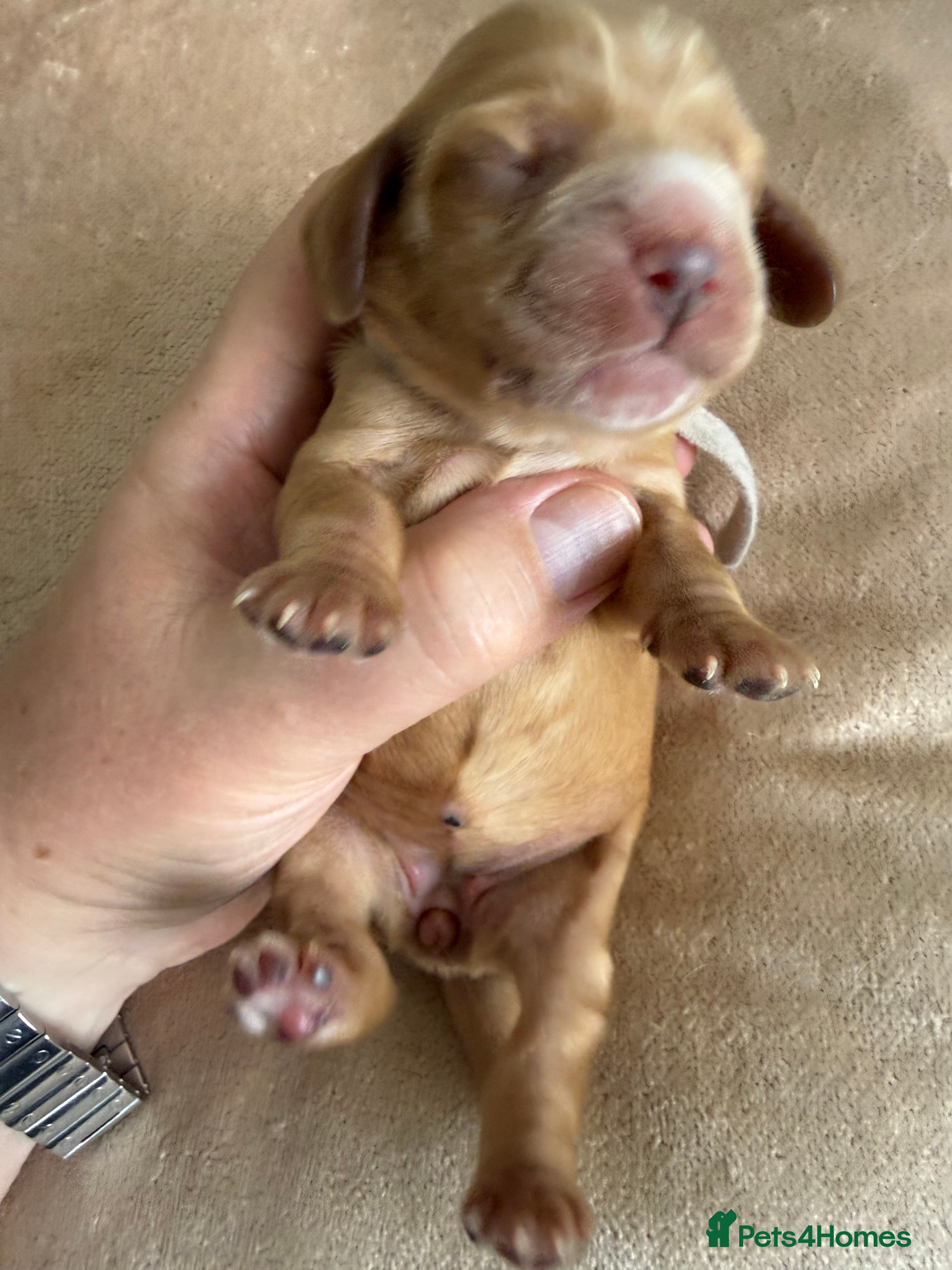 Cocker Spaniel dogs Show type cocker spaniel puppies - Golden  - Advert 2