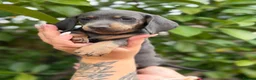 Miniature Dachshund dogs for sale: Miniature dachshund puppies  - Advert 9