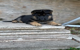 German Shepherd dogs for sale: 1 KC reg Quality Showline female puppy available  - Image 6