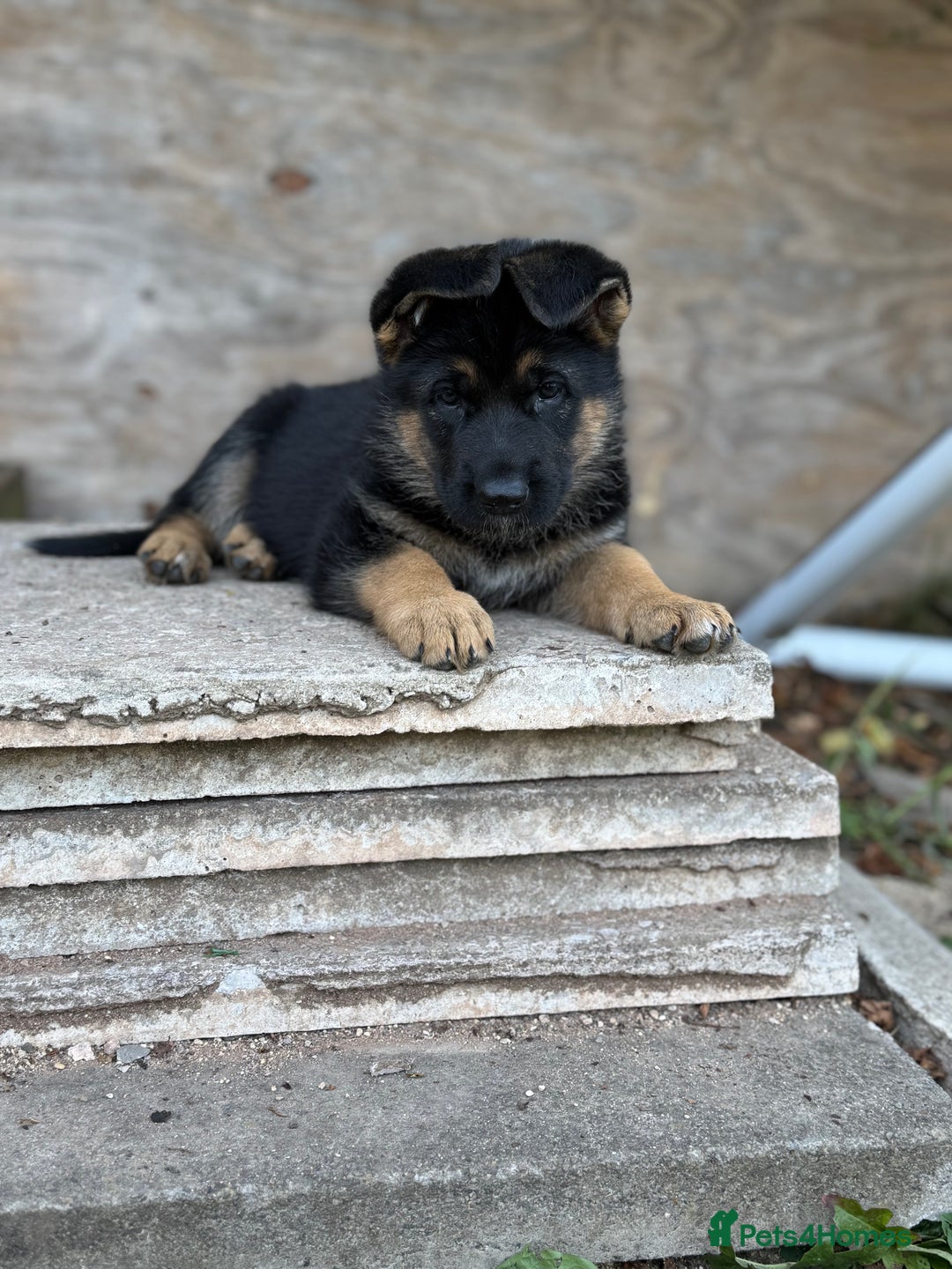 German Shepherd dogs for sale: 1 KC reg Quality Showline female puppy available  - Image 6