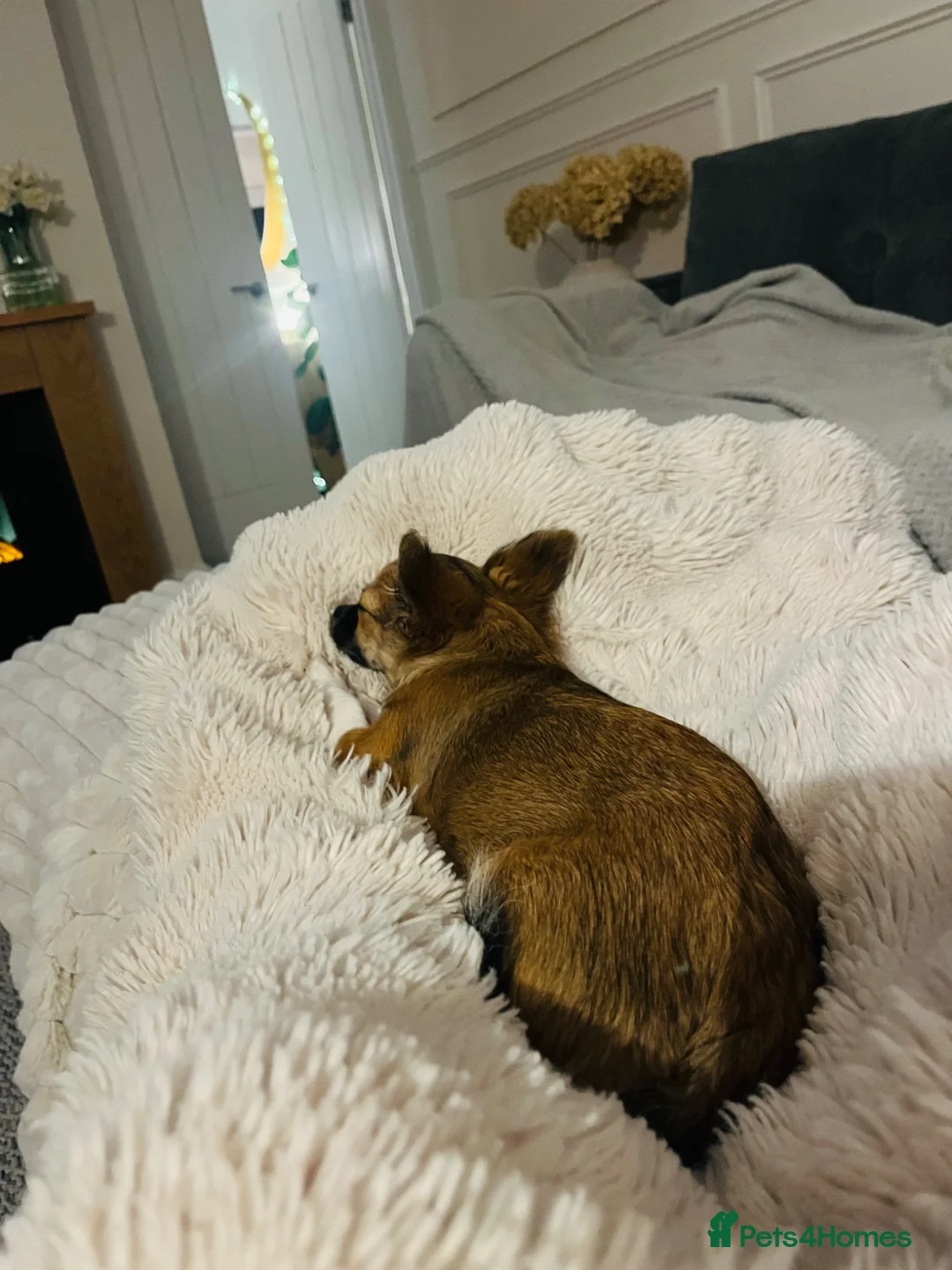 Pomchi dogs for sale: 18 week old female Pomchi  in Gloucester - Advert 5