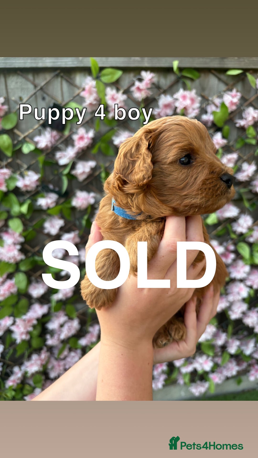 Cavapoo dogs for sale: REDUCED! 1 gorgeous little boy left and ready! in Grays - Image 12