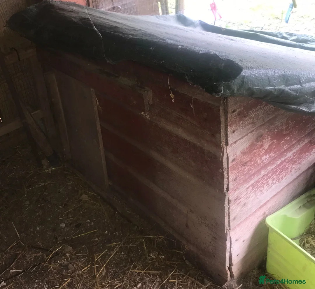 Quail poultry for sale: NEST-BOX FOR CHICKENS/QUAILS ! - Advert 1