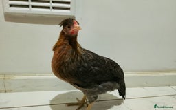 Hens poultry for sale: 2 hens and one Rooster - Image 6