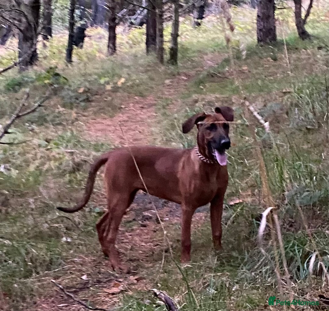 Mixed Breed dogs for sale: Ninja - Image 4