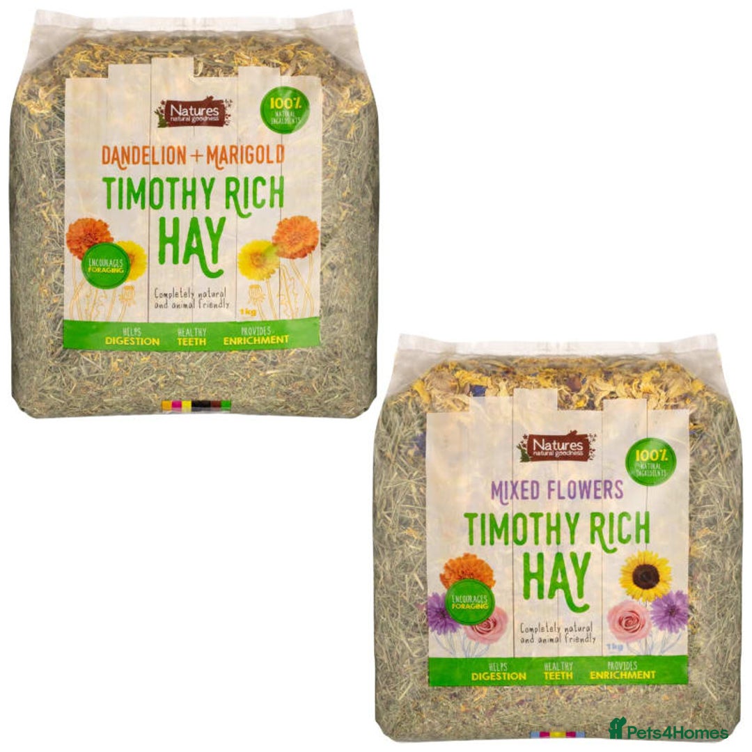 Guinea Pig rodents for sale: Beautiful guinepig pups - Advert 10