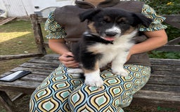 Border Collie dogs for sale: Collie pups   - Image 4