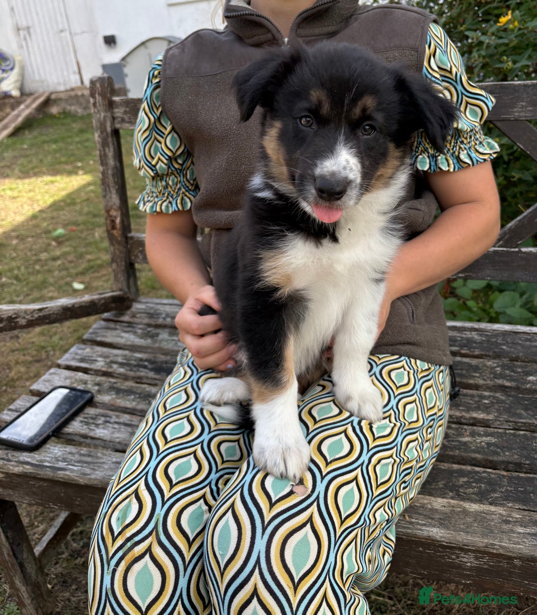 Border Collie dogs for sale: Collie pups   - Image 4