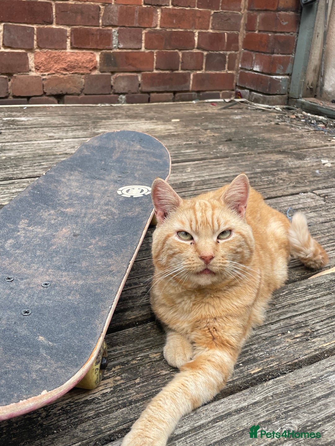 Mixed Breed cats for sale: Boots the blind cat - Advert 1