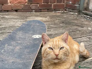 Mixed Breed cats Boots the blind cat - Advert 8