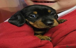 Miniature Dachshund dogs for sale: Miniature smooth haired dachshunds  - Image 9
